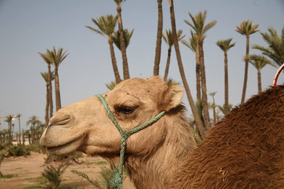 Dromedar Trekking – Wüstentouren Marokko