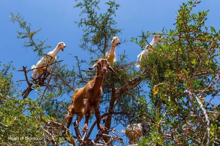 Ziegen im Arganienbaum bei Essaouira