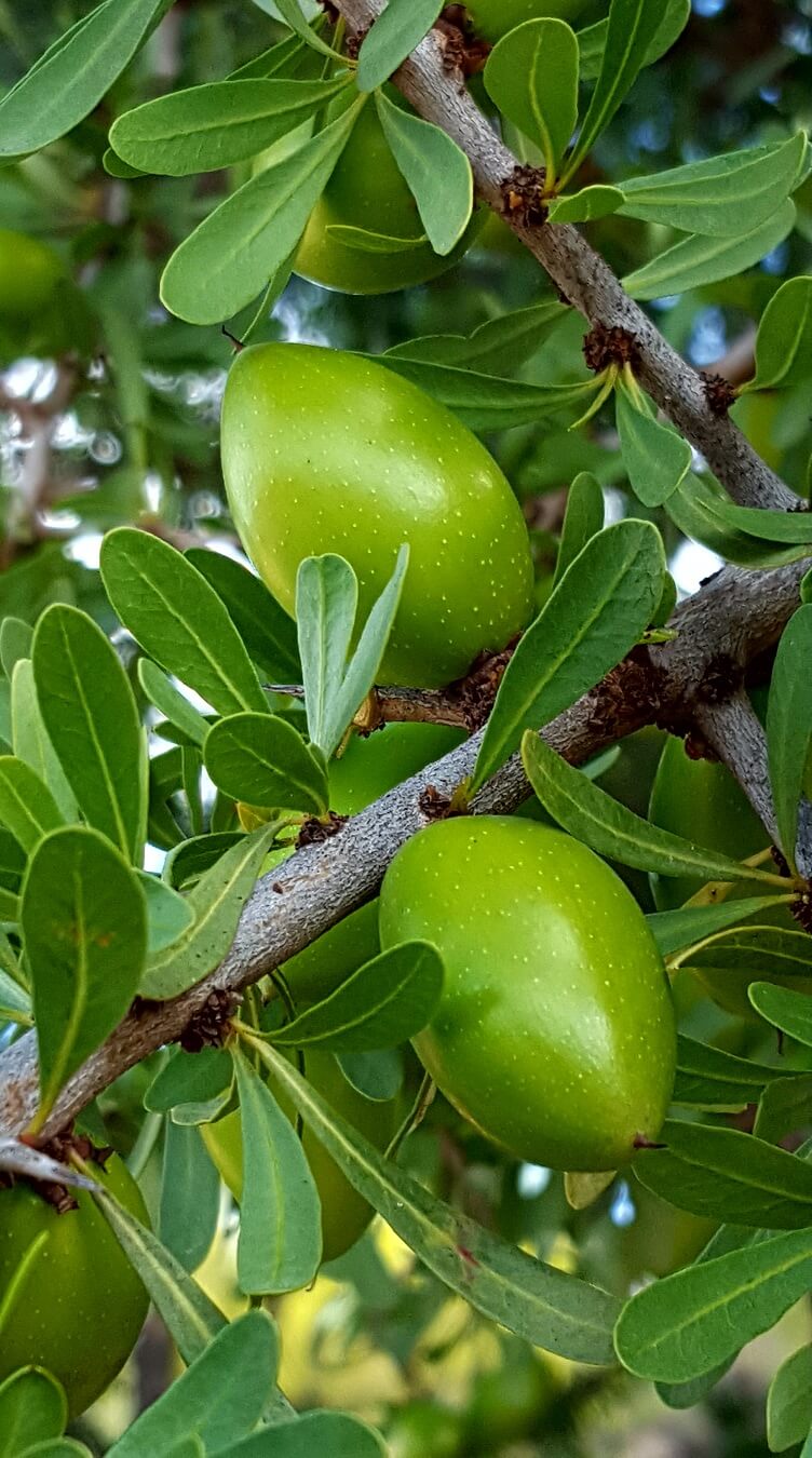 Argan Nuss