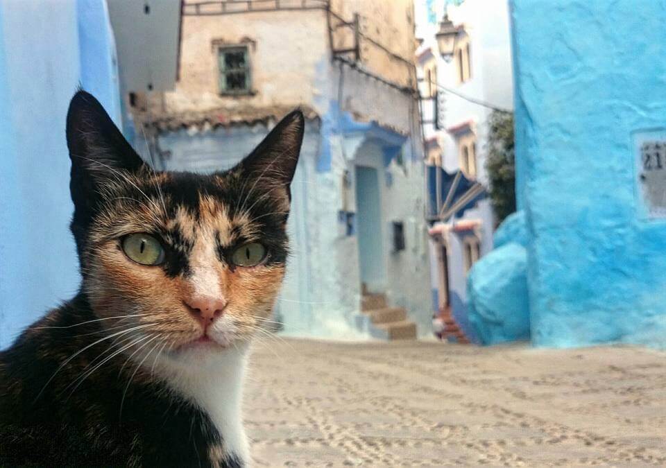 Chefchaouen, die blaue Stadt am Südhang des Rifgebirges Marokkanische Katze in Chefchaouen