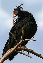 Waldrapp im souss massa nationalpark